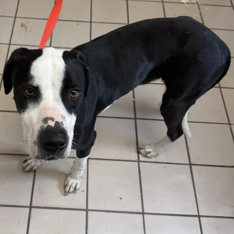 Cantaloupe thumbnail 2