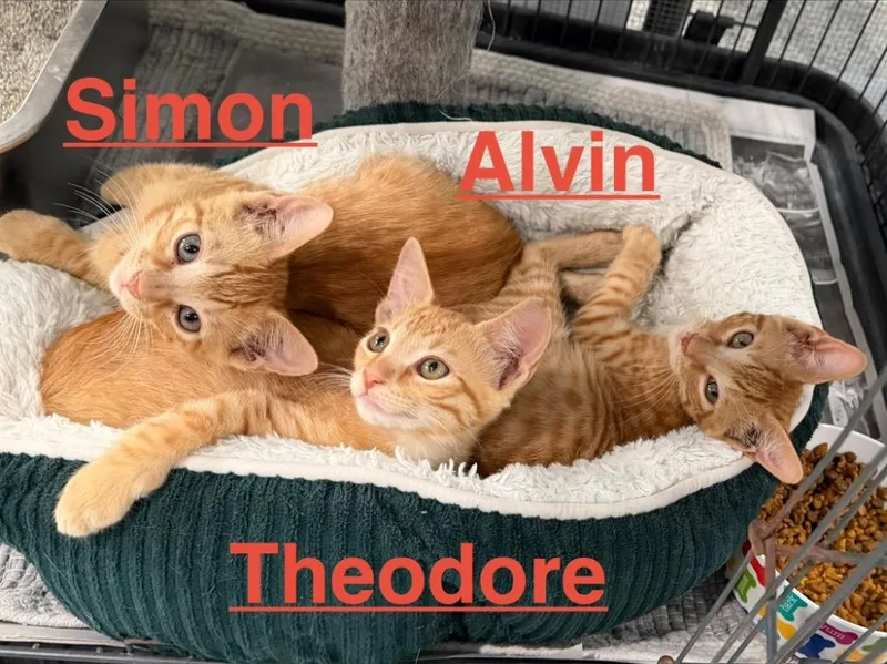 A baby small-sized male Tabby cat named Theodore for adoption in Brookhaven, MS