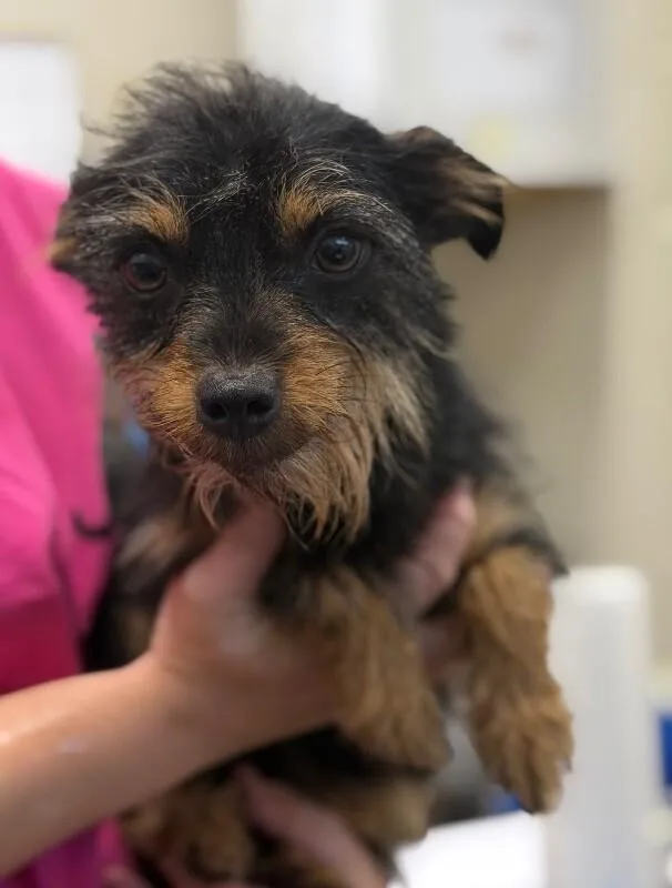 An adult small-sized female Black Yorkshire Terrier dog named Cookie for adoption in Burgaw, NC