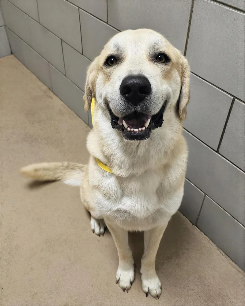 An adult large-sized male Yellow / Tan / Blond / Fawn Mixed Breed dog named Atlas for adoption in Nashville, TN