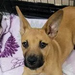 A young medium-sized female Brown / Chocolate Mixed Breed dog named Calypso for adoption in Portsmouth, OH