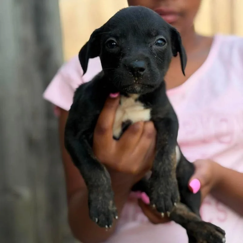 A baby small-sized female Black Mixed Breed dog named Melissa for adoption in Buffalo, MN