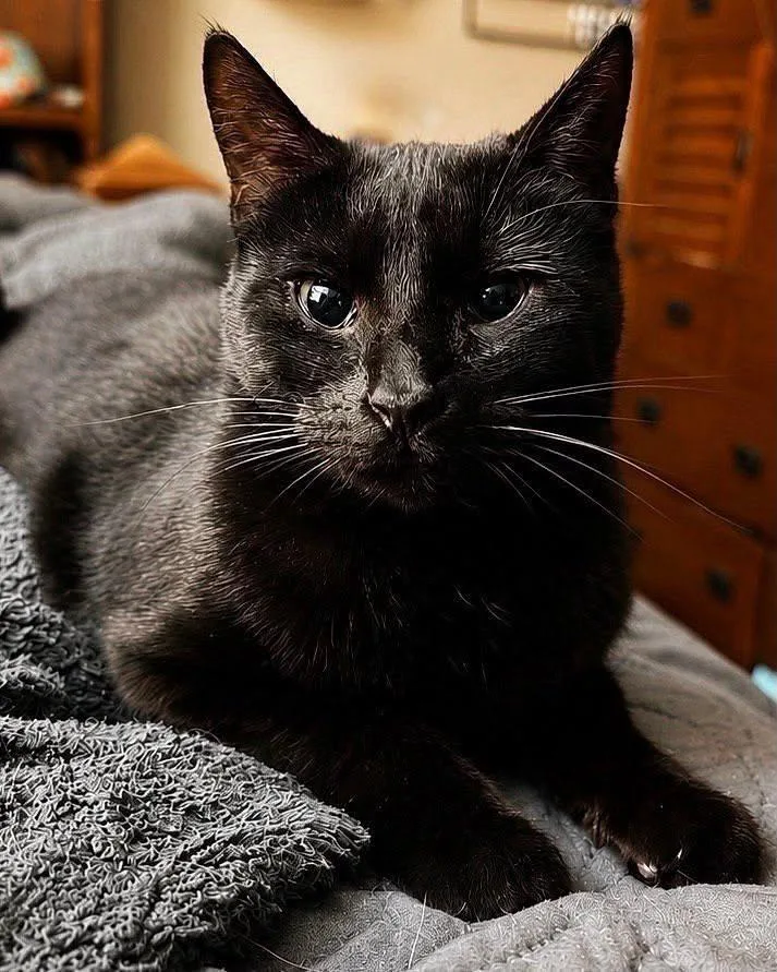 A young medium-sized female Black Domestic Short Hair cat named Jade for adoption in Sioux Falls, SD