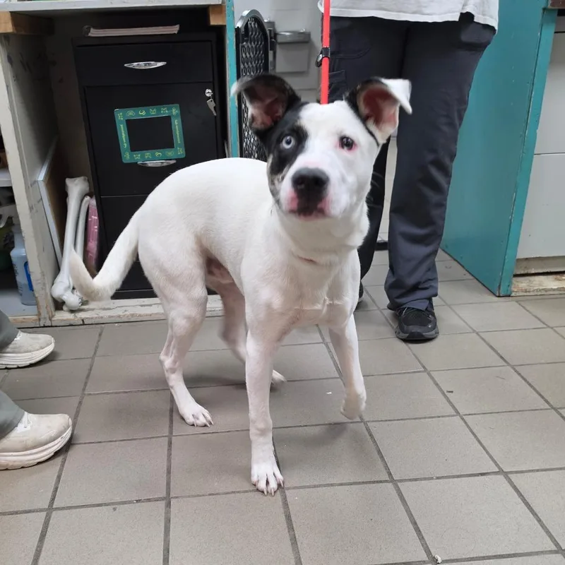 A young medium-sized male White / Cream Mixed Breed dog named Spanky for adoption in Marshalltown, IA