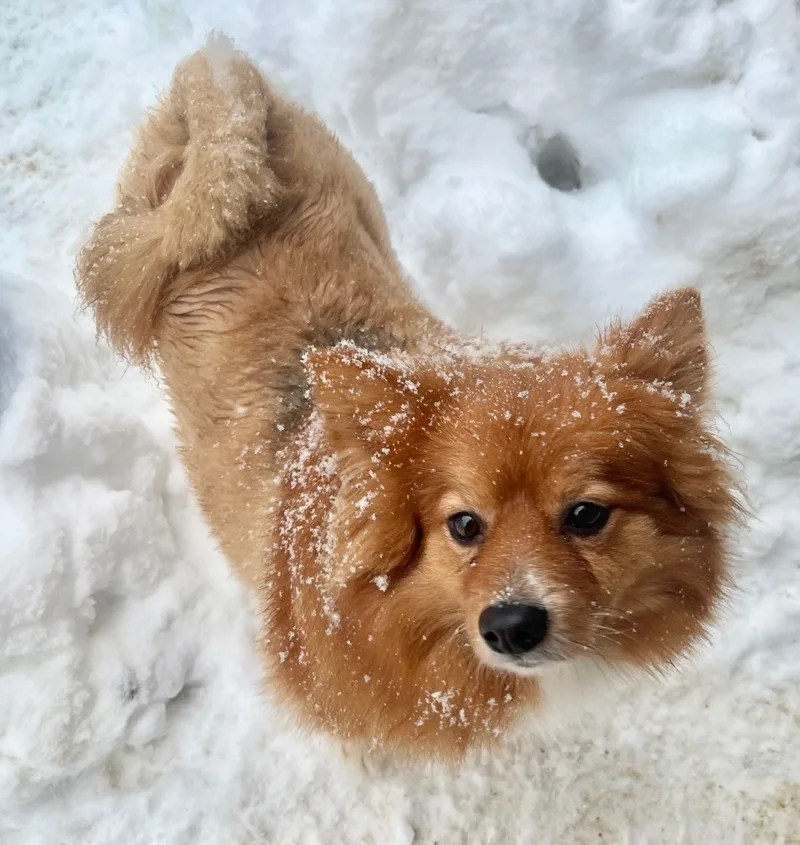A young small-sized male Pomeranian dog named Teddy for adoption in seward, AK