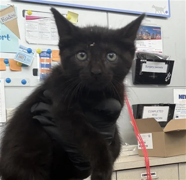 A baby medium-sized female Domestic Short Hair cat named Rachel for adoption in Dallas, TX