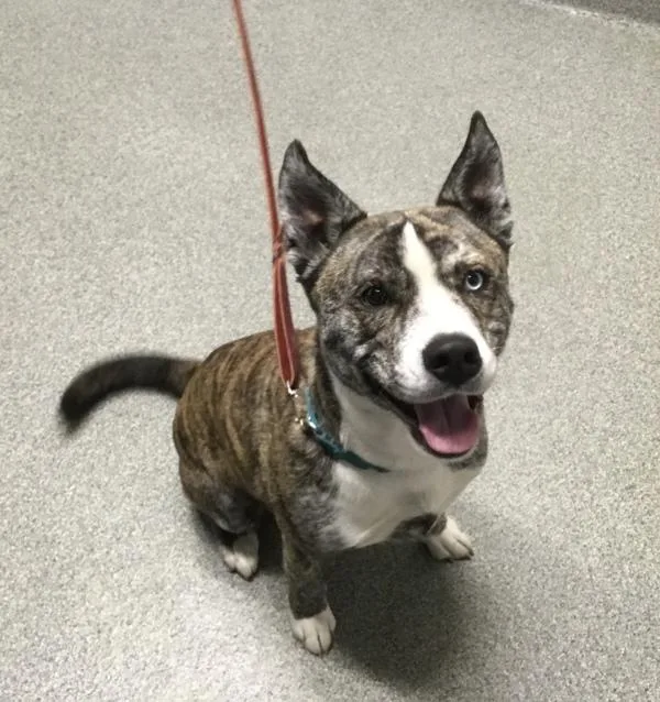 An adult large-sized male Siberian Husky dog named Odin for adoption in Escondido, CA