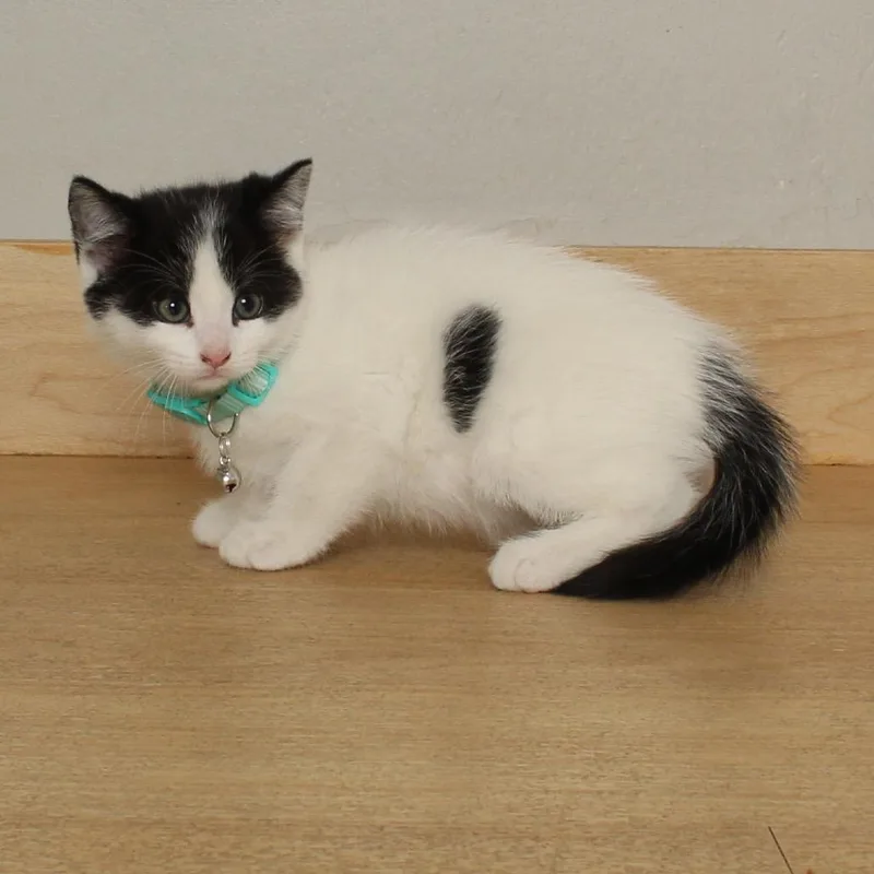 A baby small-sized female White Domestic Medium Hair cat named Focaccia  C for adoption in Minnetonka, MN