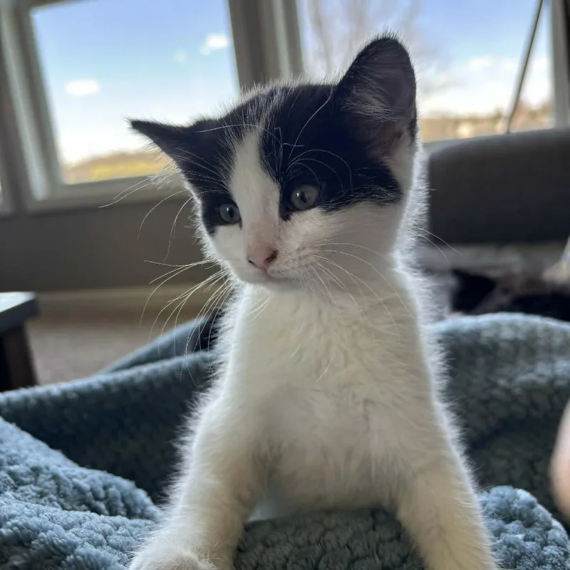 Focaccia  C thumbnail 2