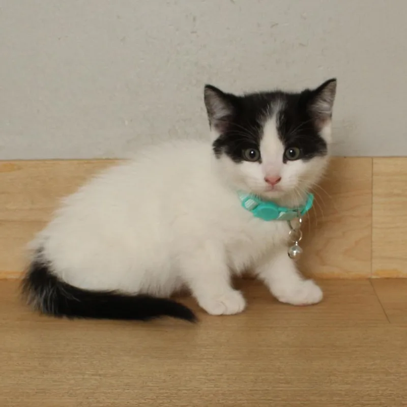 Focaccia  C thumbnail 3