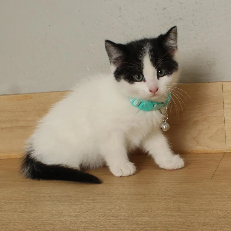 Focaccia  C thumbnail 4