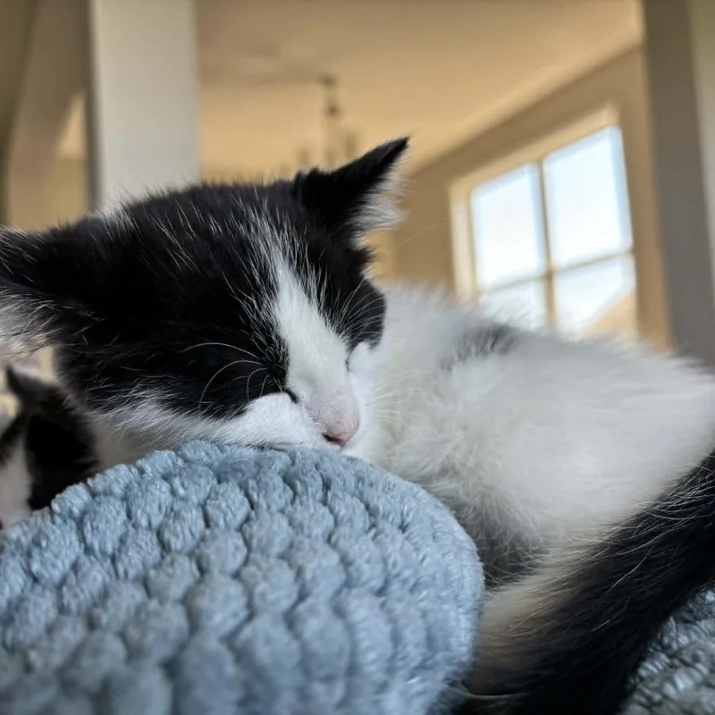 Focaccia  C thumbnail 5