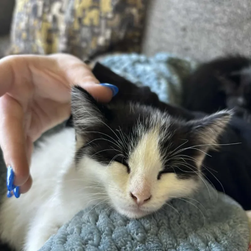 Focaccia  C thumbnail 6