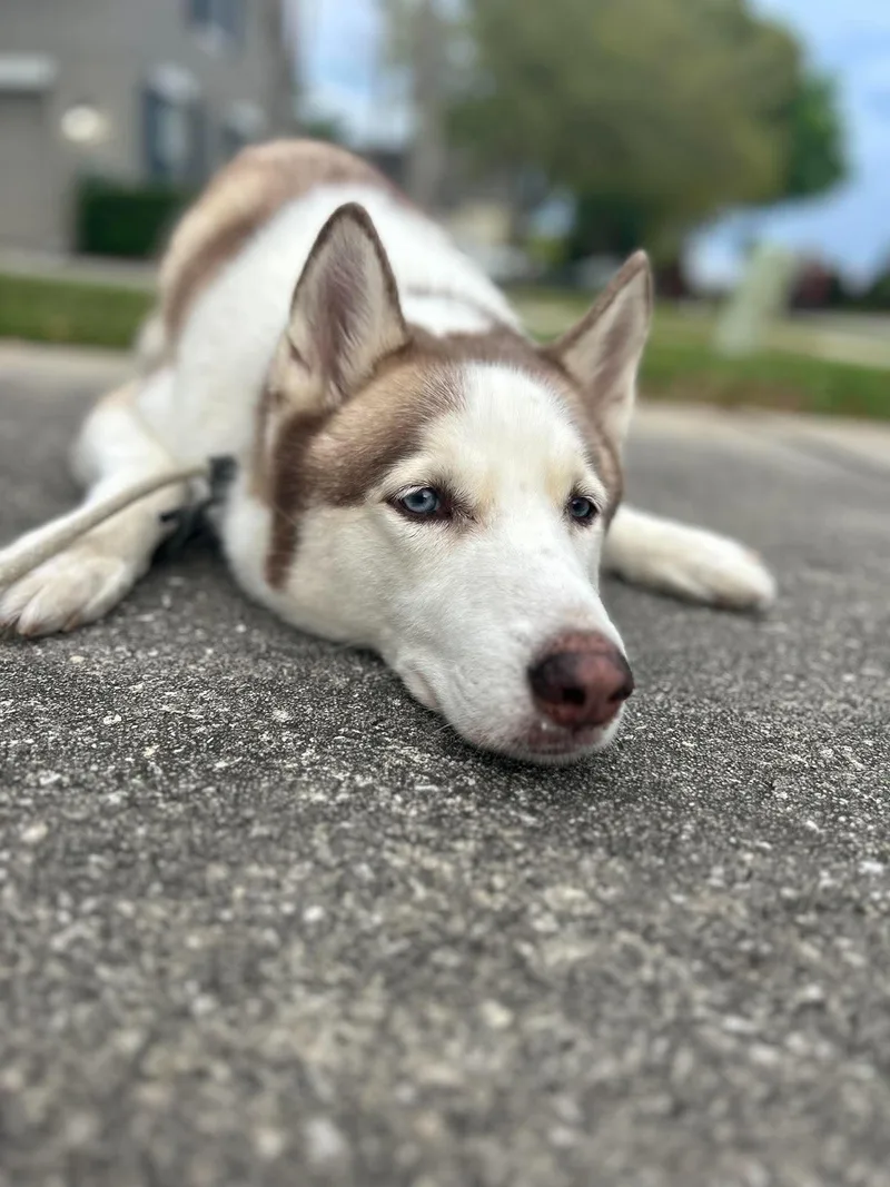 An adult medium-sized male Husky dog named Kylo for adoption in New Smyrna Beach, FL