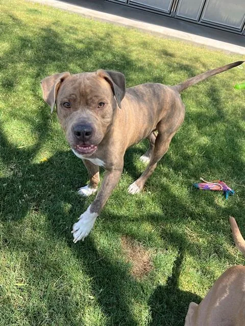 An adult large-sized male Pit Bull Terrier dog named Dre for adoption in Thousand Palms, CA