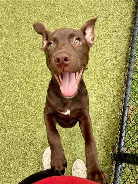 A baby medium-sized male Labrador Retriever dog named Burrito for adoption in Dedham, MA