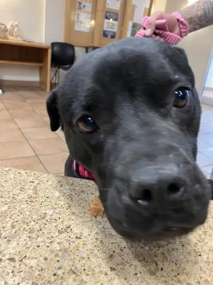An adult large-sized female Bull Terrier dog named Cora for adoption in Longmont, CO