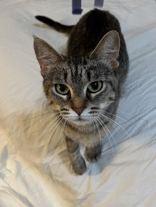 A young small-sized female Tabby (Brown / Chocolate) Tabby cat named Gigi Lee for adoption in Poplar Grove, IL