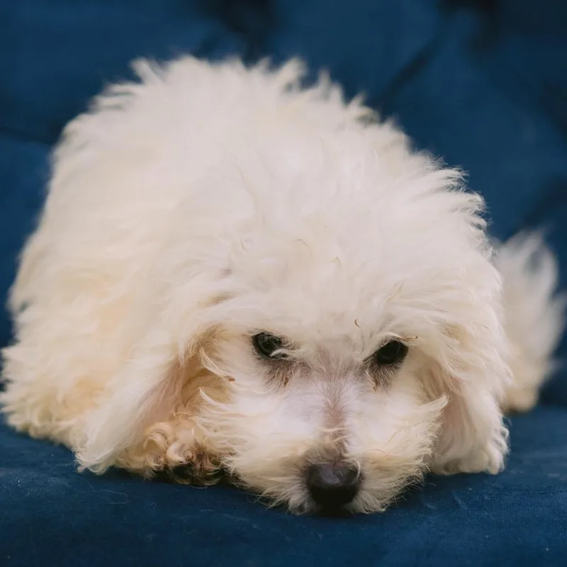 A baby small-sized male Bichon Frise dog named Angels and Eagles for adoption in Zionsville, IN