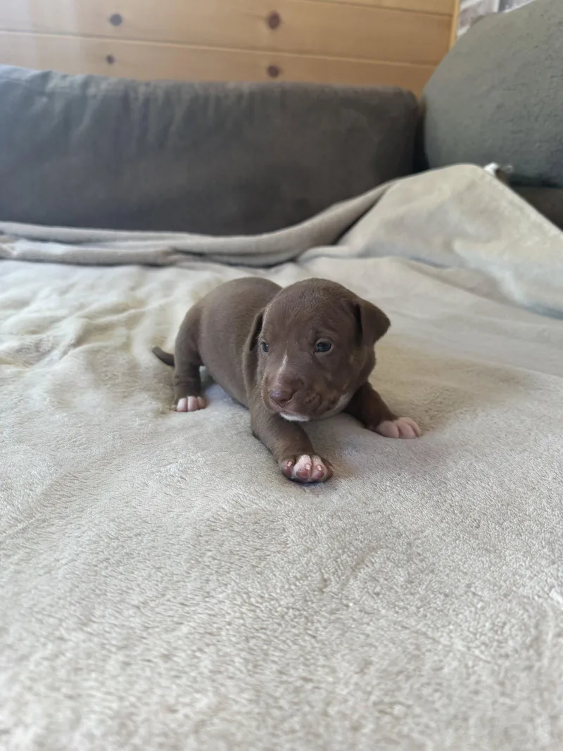 A baby medium-sized male American Staffordshire Terrier dog named Spud Brynns litter for adoption in Holly Springs, NC