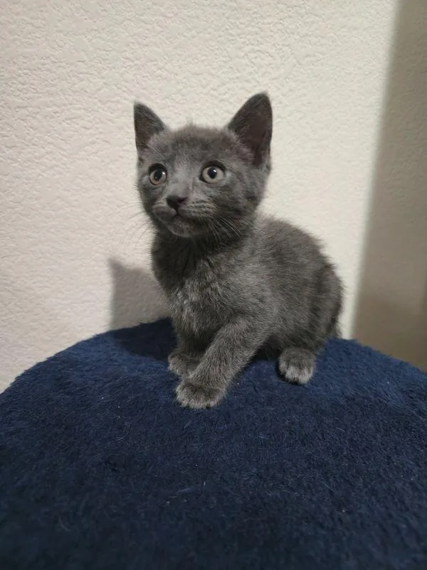 Baby Gretel Bonded W