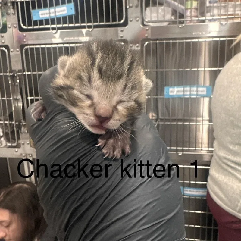 A baby small-sized male Brown / Chocolate Domestic Short Hair cat named Calliope for adoption in Scituate, MA