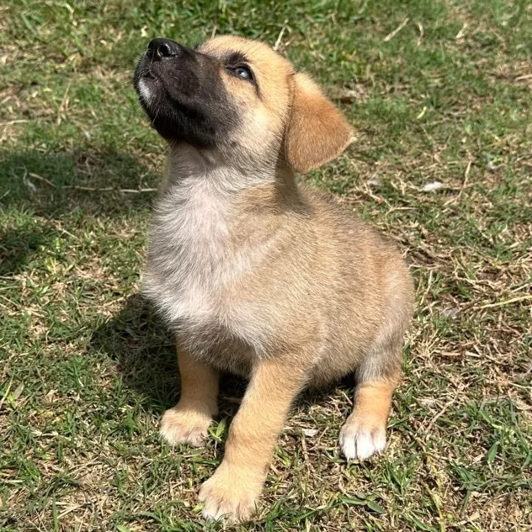 Comanche thumbnail 2