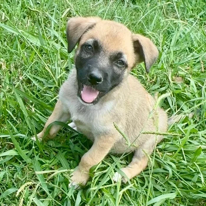 A baby medium-sized male Yellow / Tan / Blond / Fawn Shepherd dog named Comanche for adoption in Alvin, TX