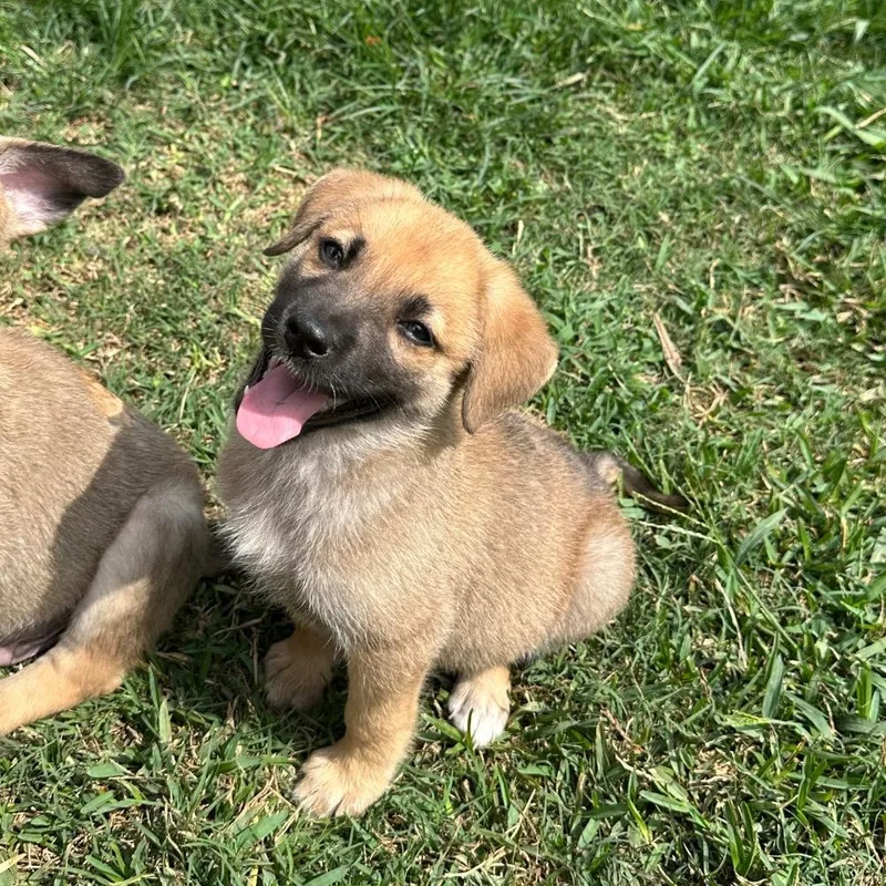 Comanche thumbnail 3