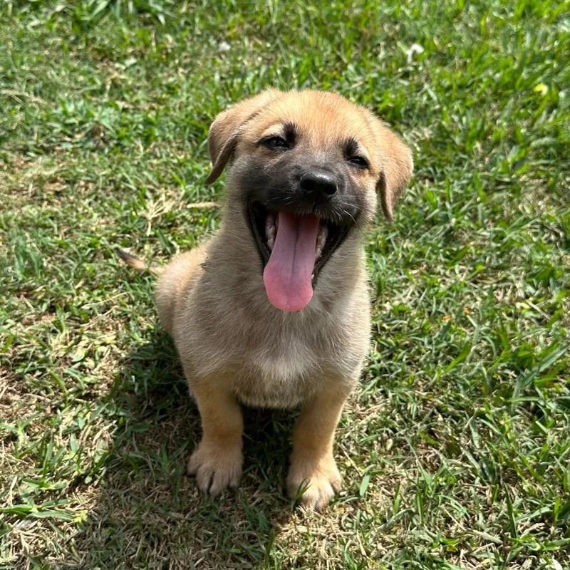 Comanche thumbnail 4