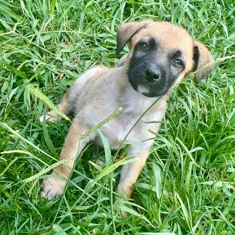 Comanche thumbnail 5