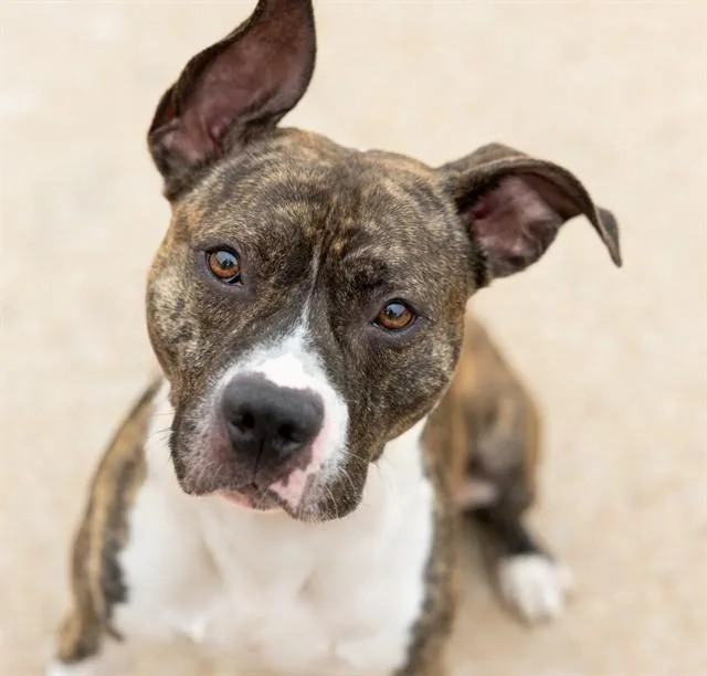 An adult large-sized male Terrier dog named Gameboy for adoption in Olivette, MO