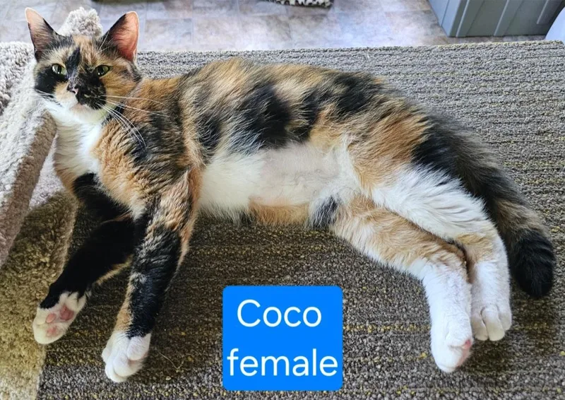 Coco thumbnail 2