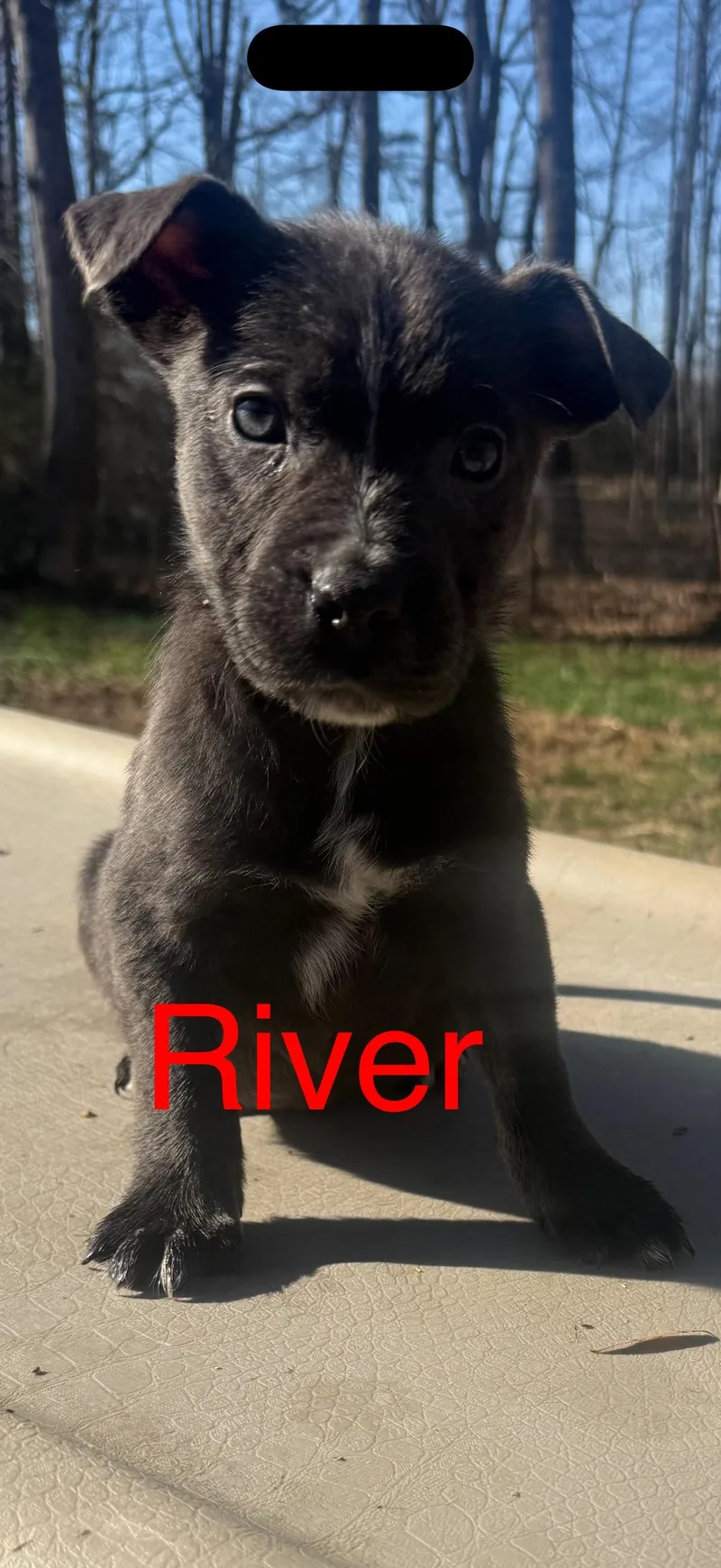 Puppies!  R Litter! thumbnail 3