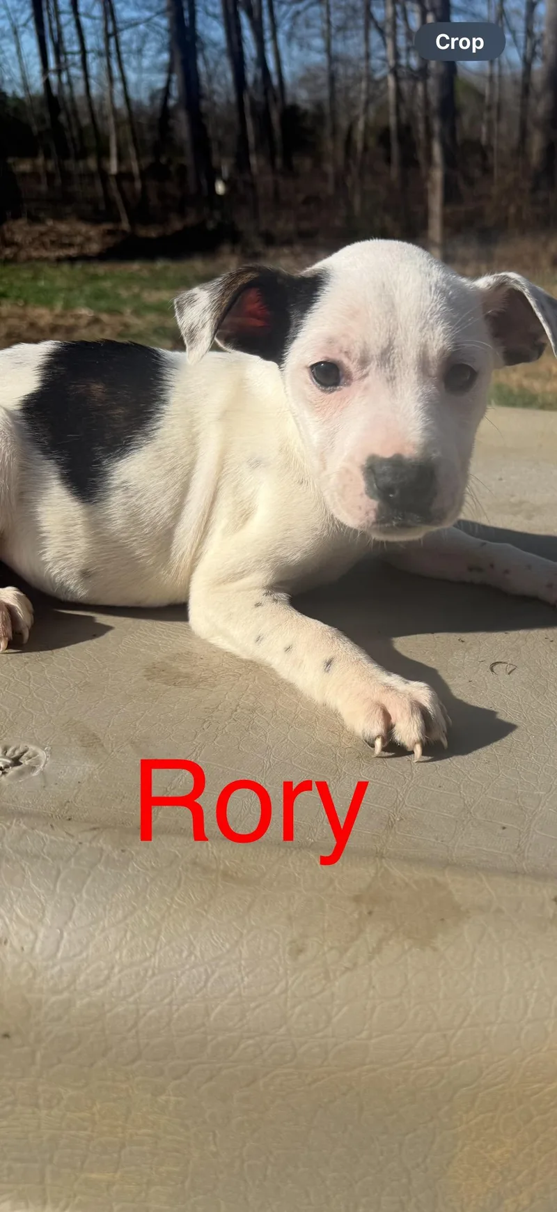 Puppies!  R Litter! thumbnail 4