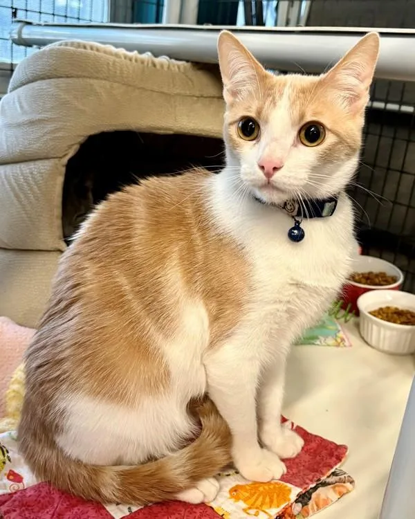 A young small-sized female Domestic Short Hair cat named Ginger Snap for adoption in Novato, CA