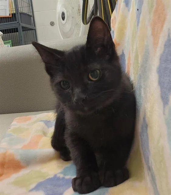 A baby medium-sized male Domestic Short Hair cat named Ozric for adoption in Peoria, IL