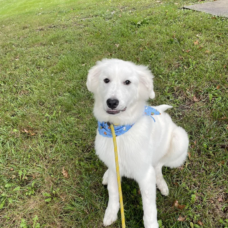 A baby large-sized male Great Pyrenees dog named Leo for adoption in Gladstone, MO