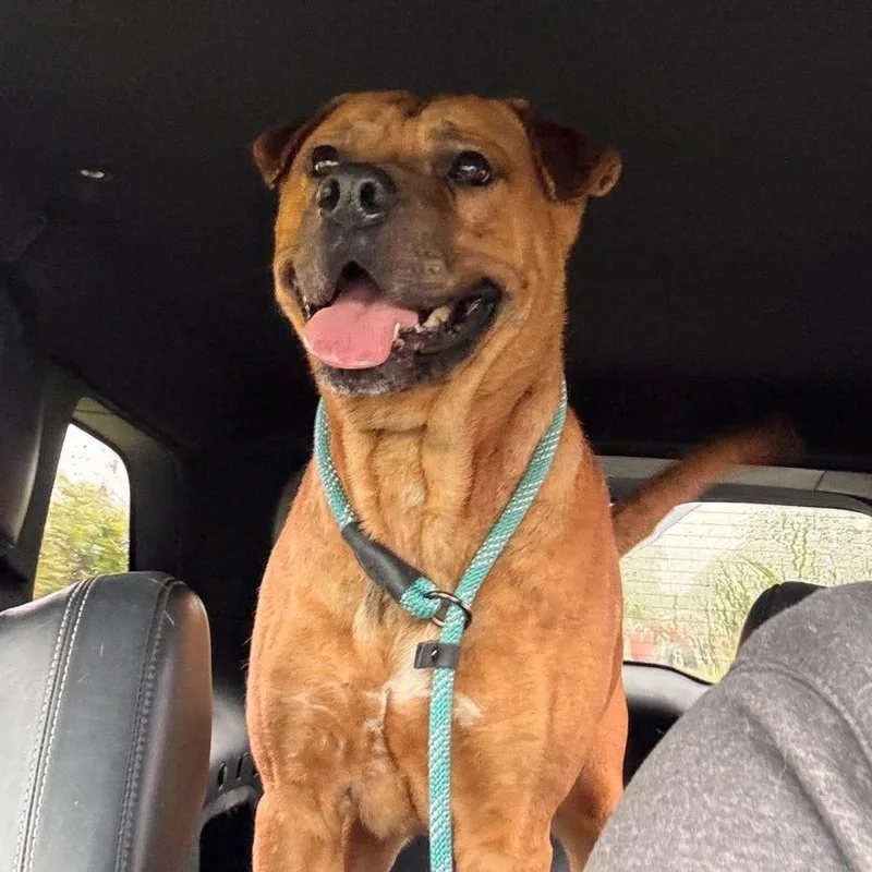 An adult large-sized male Brown / Chocolate Pit Bull Terrier dog named Jarek for adoption in Marion, VA