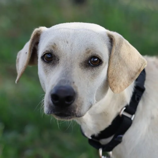 A young medium-sized female Terrier dog named Lucy for adoption in San Antonio, TX