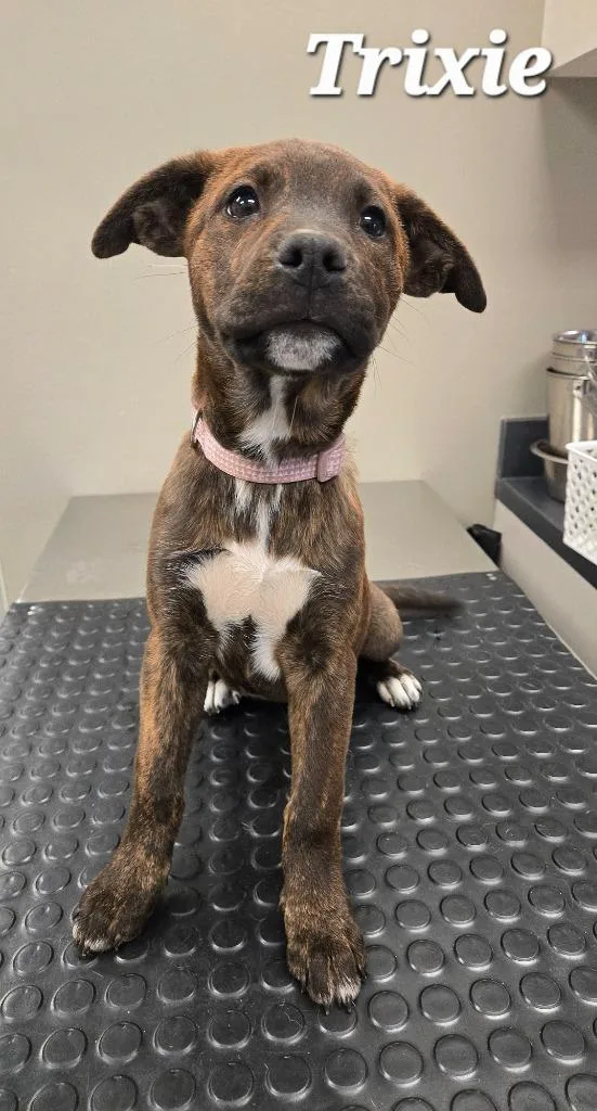 A baby large-sized female Hound dog named Trixie Yrly for adoption in Sidney, OH