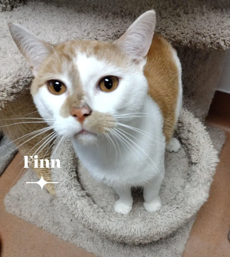 An adult medium-sized male Orange & White Domestic Short Hair cat named Finn for adoption in Monroe, OH