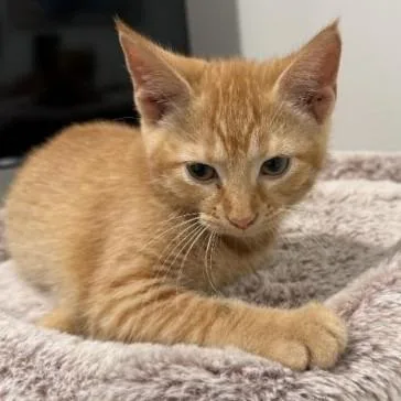 A baby small-sized female Orange / Red Domestic Short Hair cat named Marmalade C for adoption in Princeton, MN