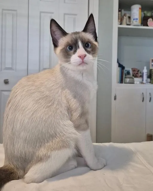 A baby large-sized male Chocolate Point Snowshoe cat named Bruce for adoption in Saucier, MS