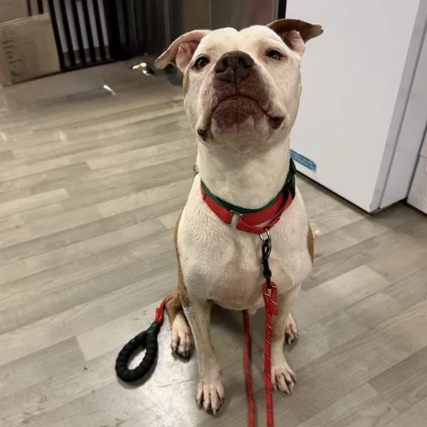 A senior large-sized female Pit Bull Terrier dog named Aloha for adoption in Oakland, CA