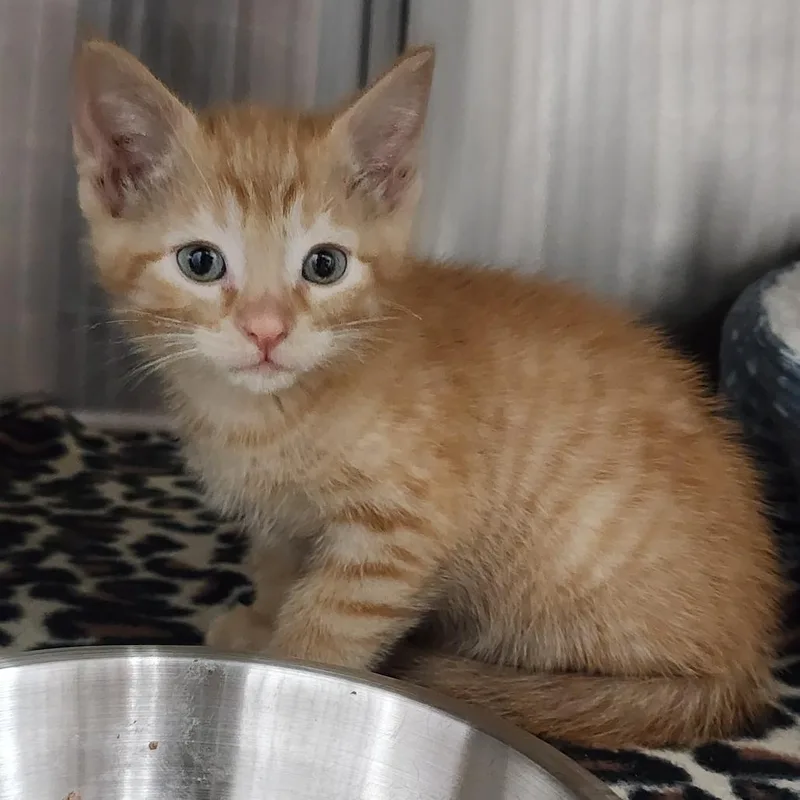 A baby small-sized male Orange / Red Domestic Short Hair cat named Freddie Jones for adoption in Dixon, IL