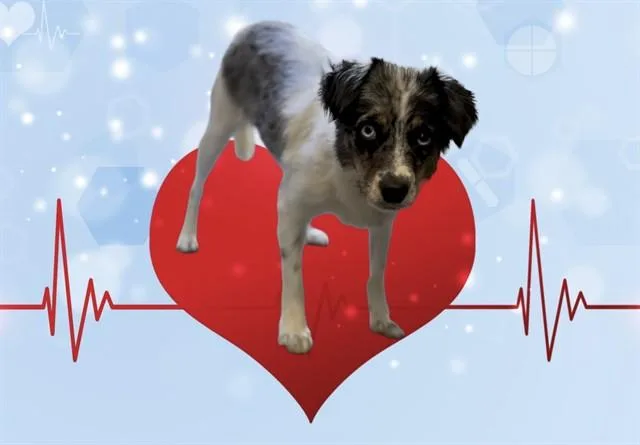 An adult medium-sized male Australian Shepherd dog named Austin for adoption in Albuquerque, NM