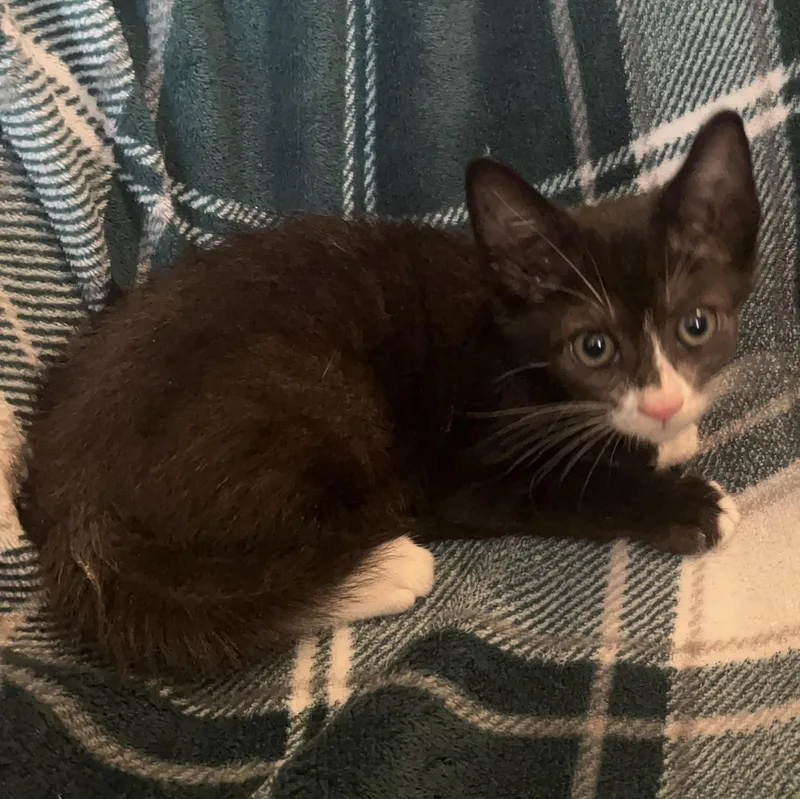 A baby medium-sized male Tuxedo cat named Navy Bean for adoption in Columbia, SC