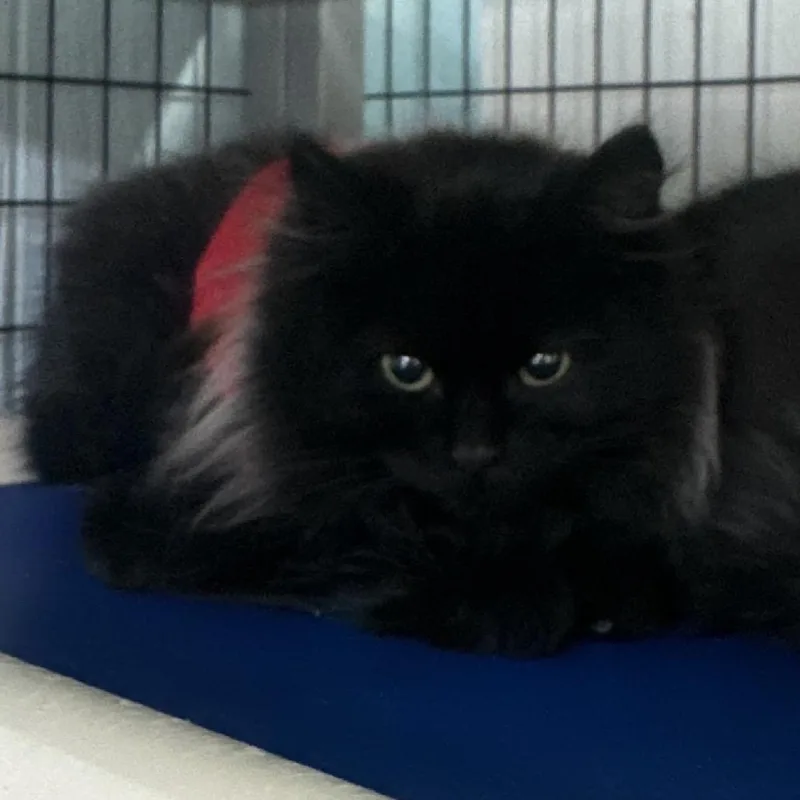 A young small-sized male Black Domestic Long Hair cat named Cujo for adoption in Clarksville, AR