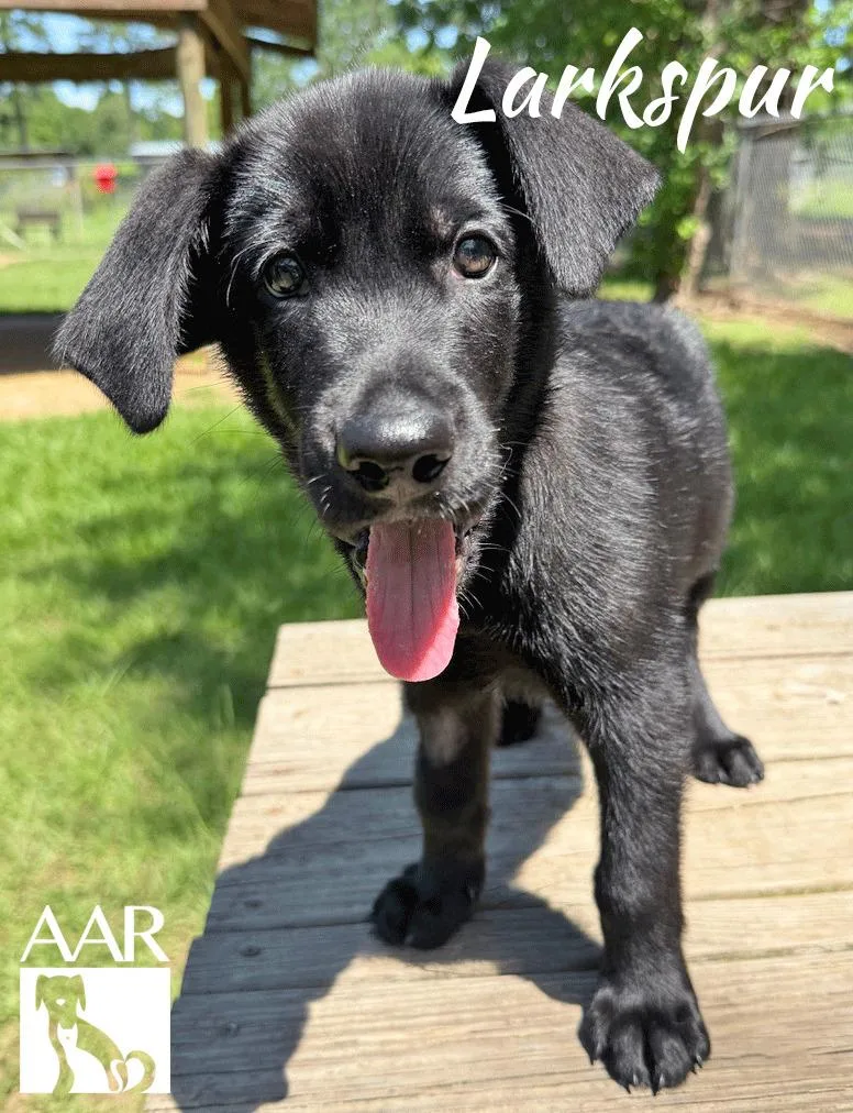 A baby medium-sized male Labrador Retriever dog named Larkspur for adoption in Magnolia, TX